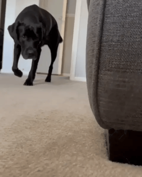 70% of dogs over